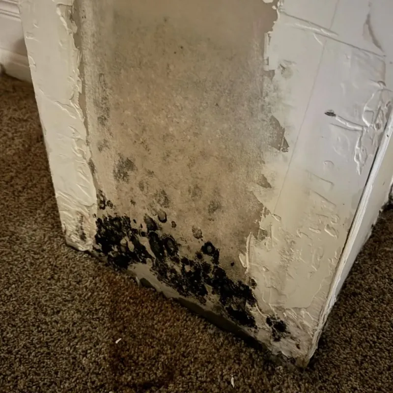 Professional Mold Removal in Rogers, MN